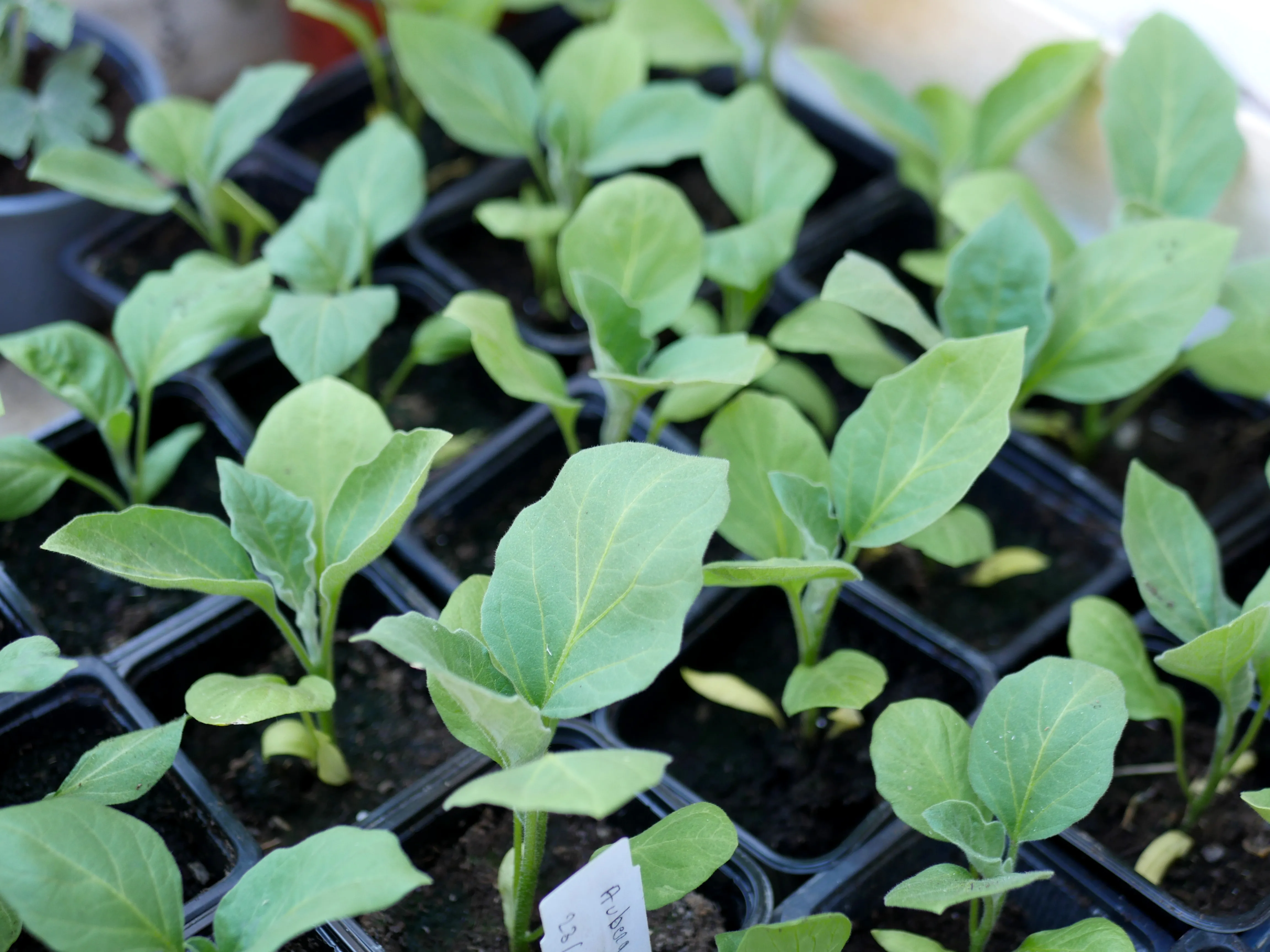 ÇA BOURGEONNE RUE LE MATTRE