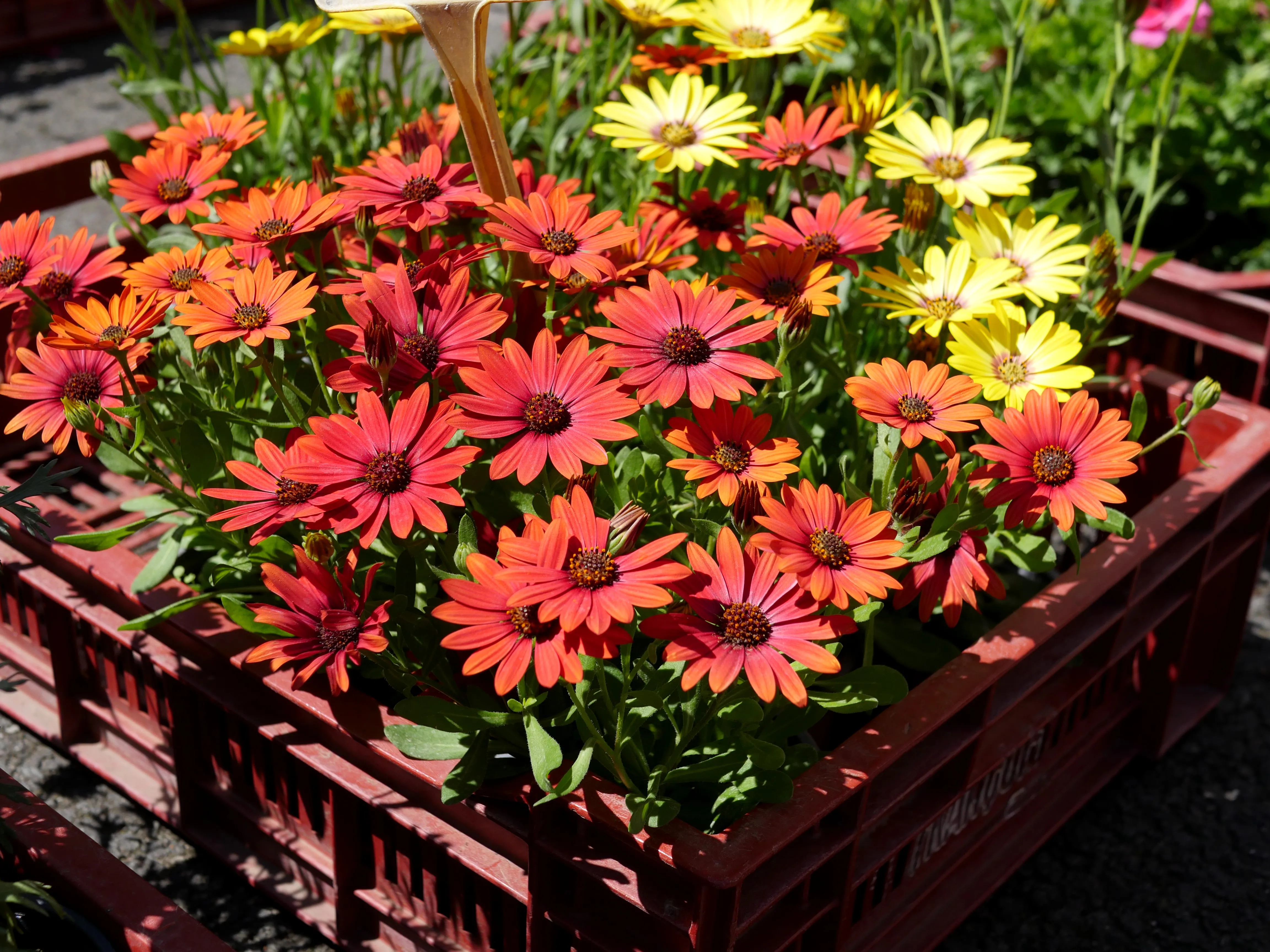 ÇA BOURGEONNE RUE LE MATTRE
