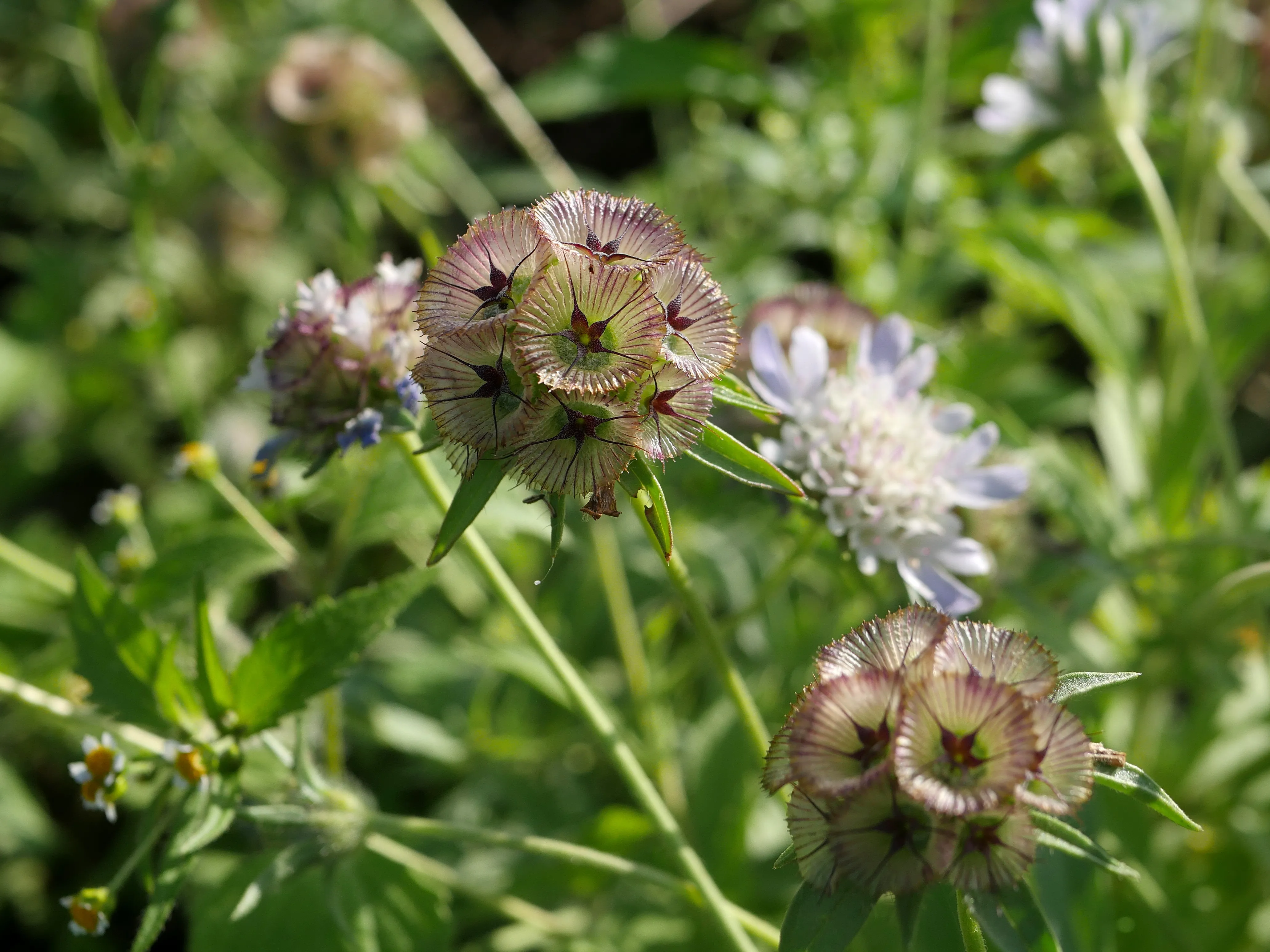 Fleuriste local à Amiens