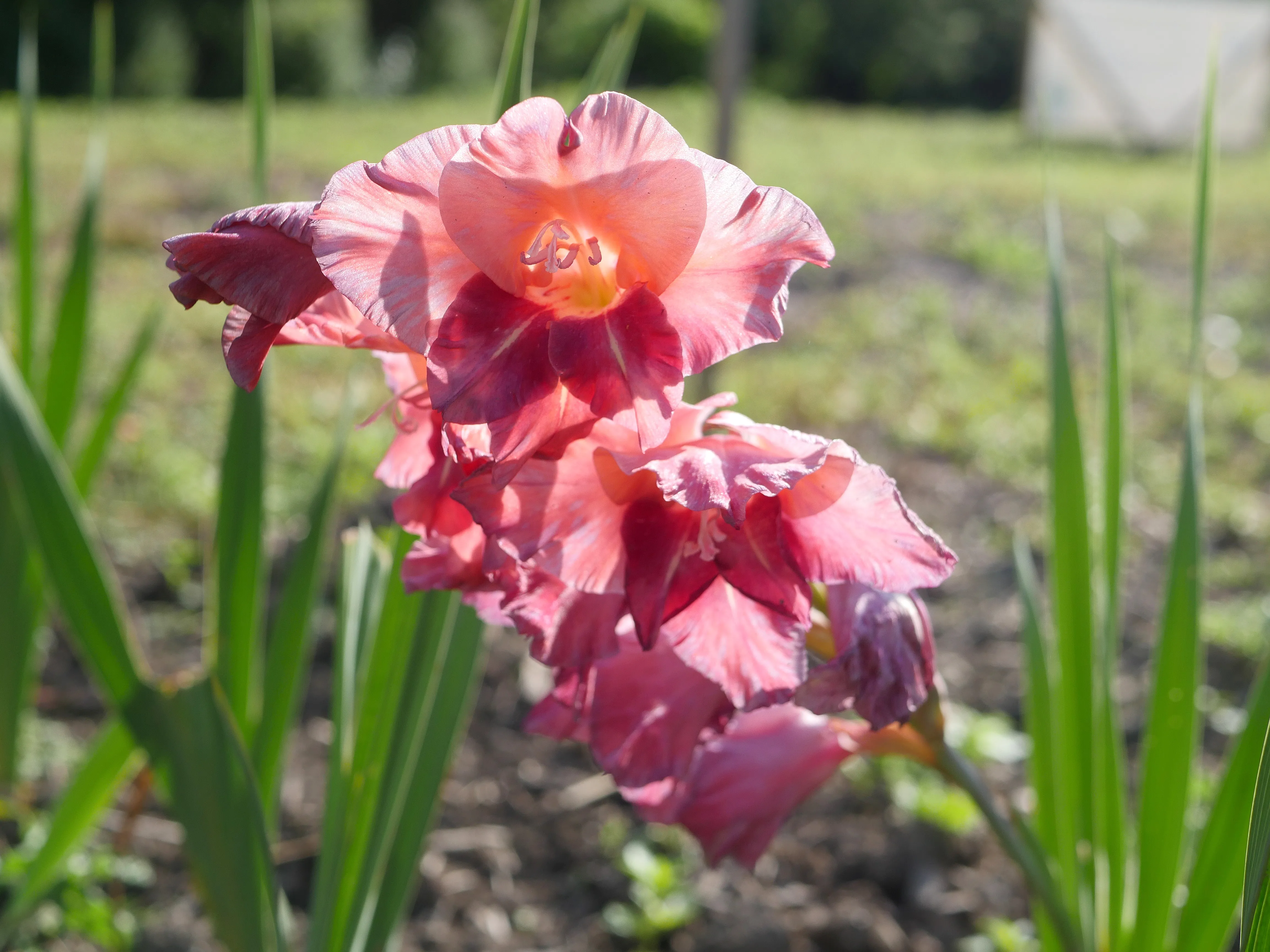 Fleuriste local à Amiens