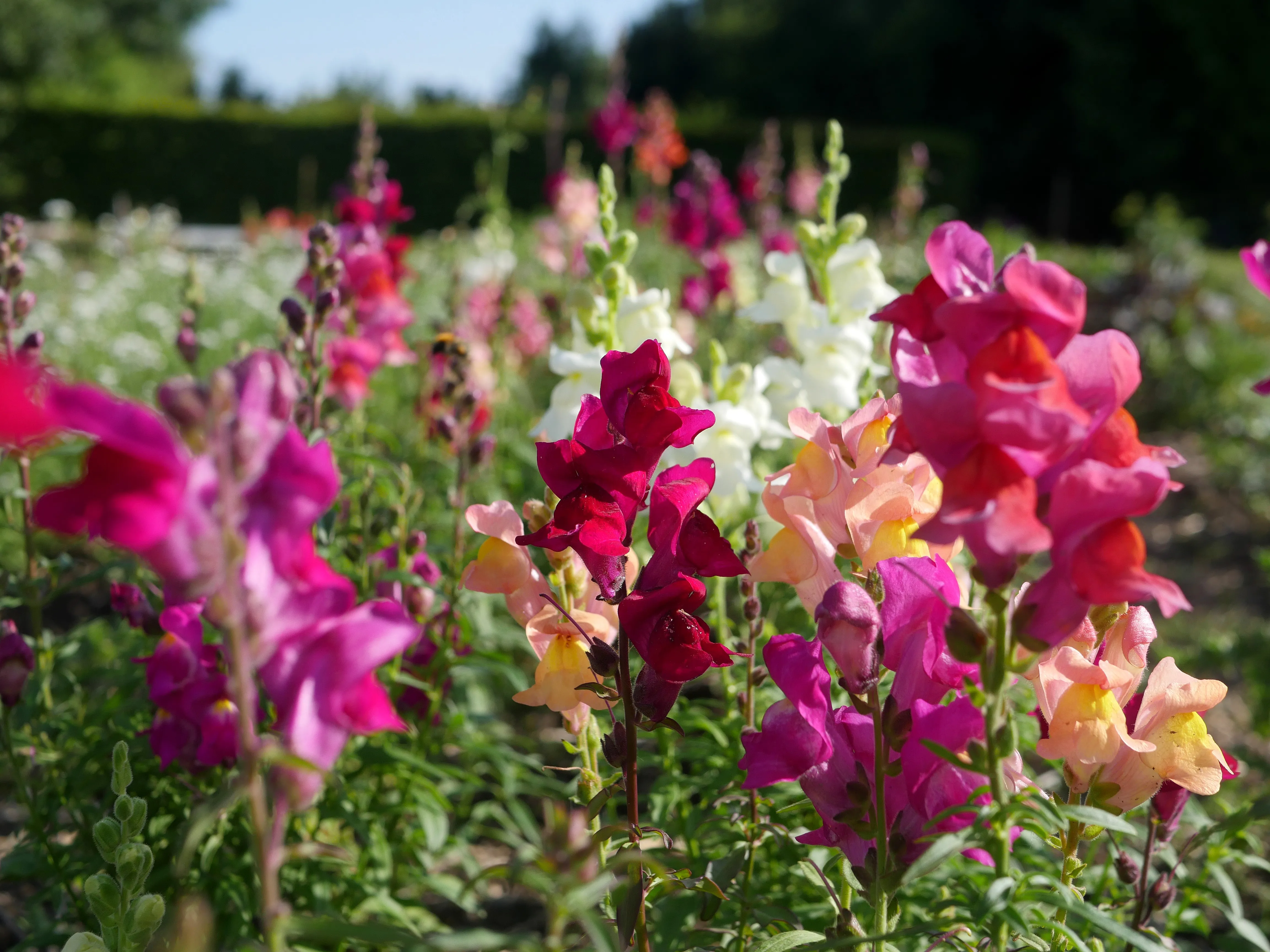 Chérie, j'ai oublié les fleurs