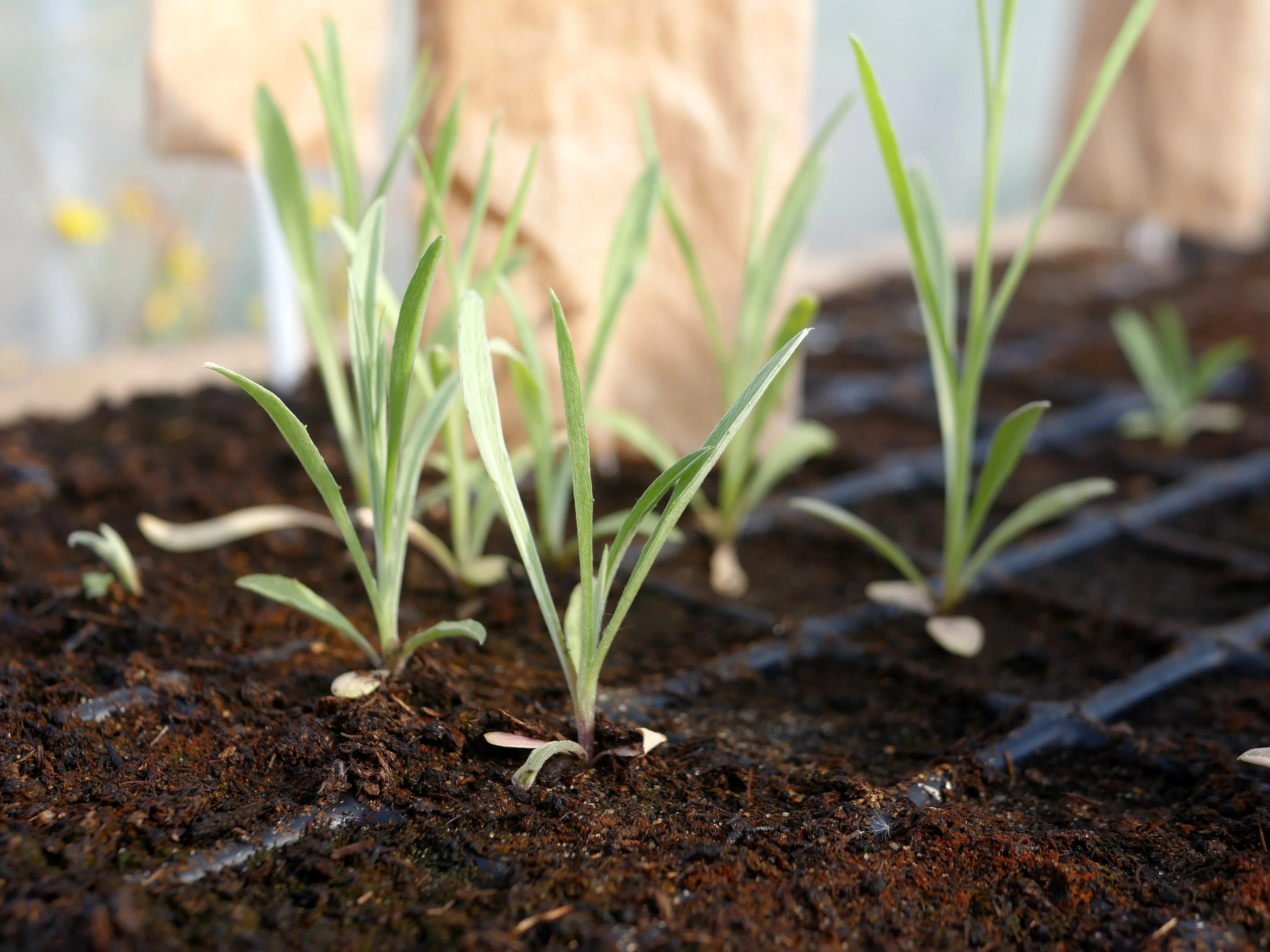 Fleuriste local à Amiens