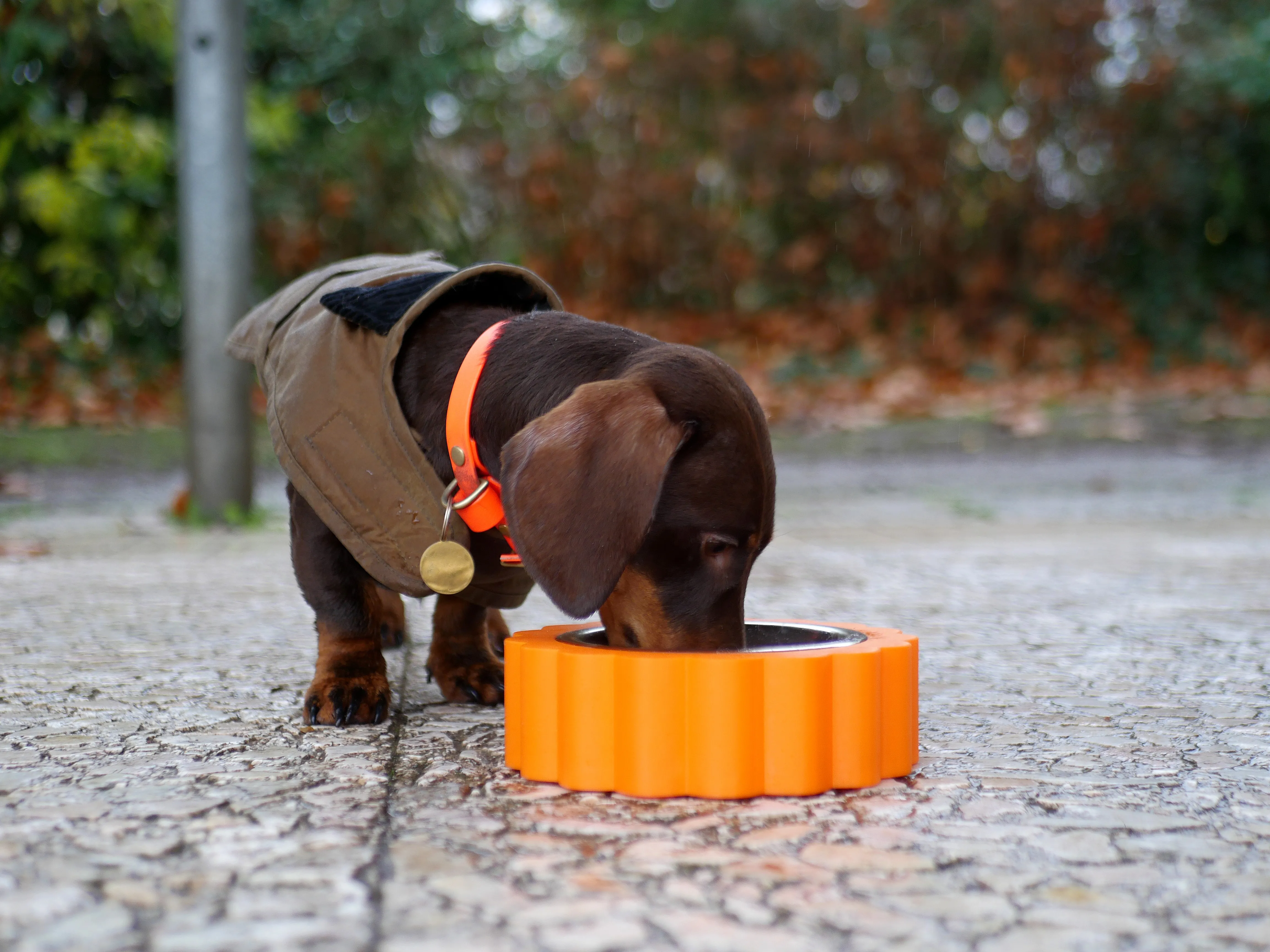 Le concept store canin amiénois qui réinvente l’univers des chiens