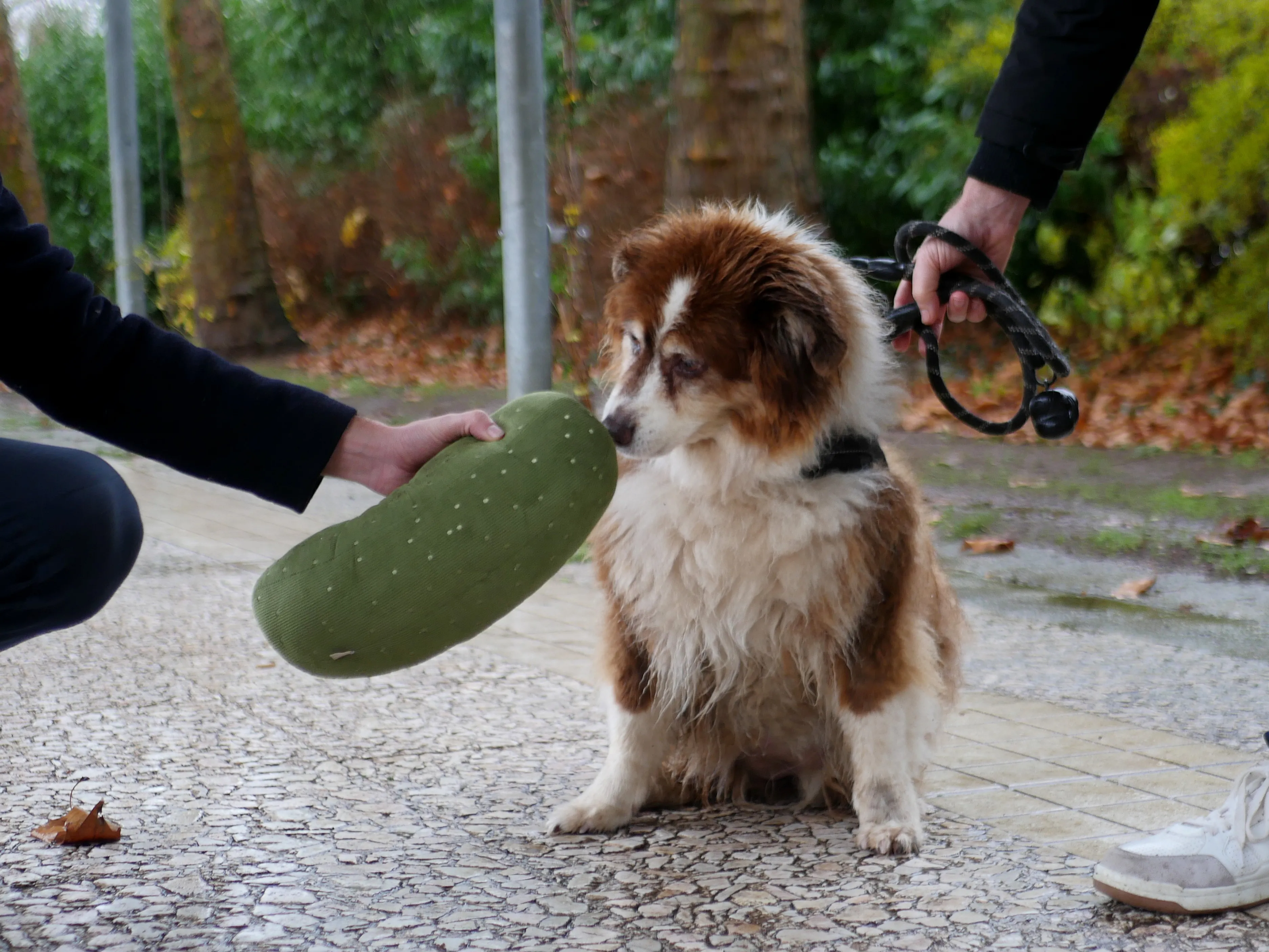 Le concept store canin amiénois qui réinvente l’univers des chiens