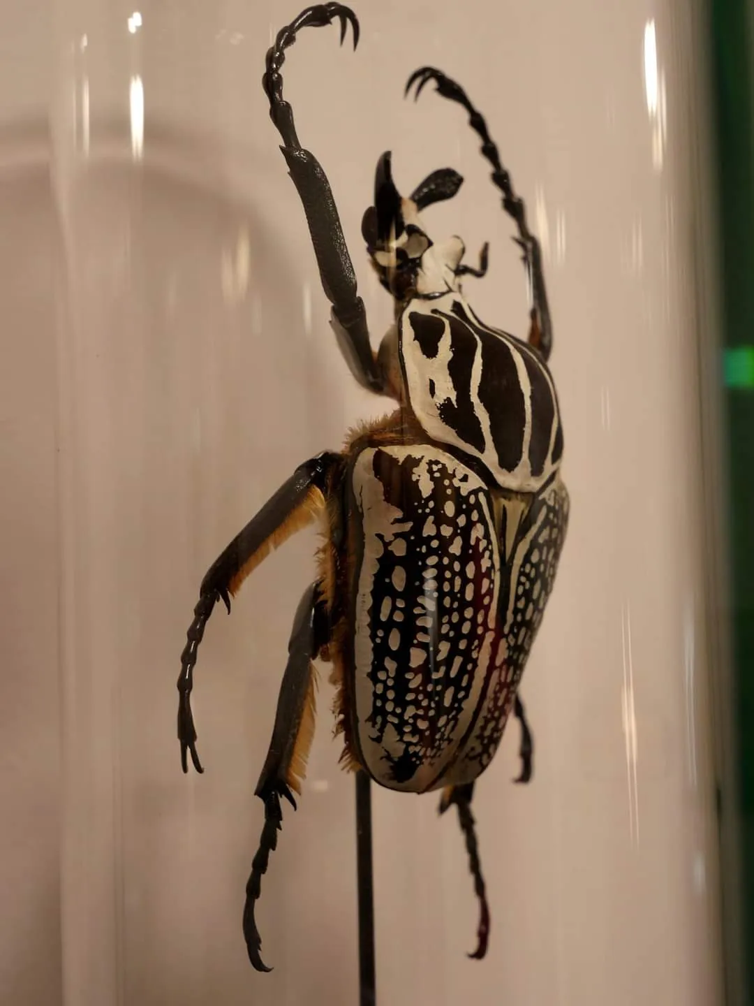 Une bijouterie pleine de curiosités et de talents !